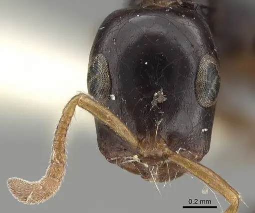 Tetraponera allaborans specimen CASENT0919889 image casent0919889_3