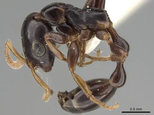 Tetraponera allaborans specimen CASENT0919889 image casent0919889_4