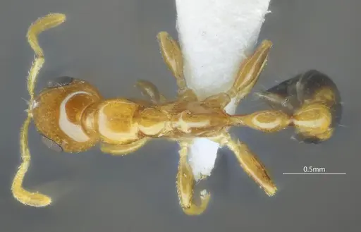 Tetraponera amargina specimen ANTWEB1060539 image antweb1060539_1