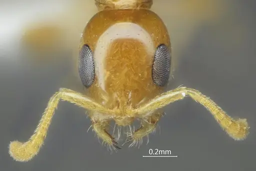 Tetraponera amargina specimen ANTWEB1060539 image antweb1060539_2