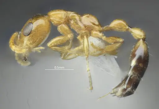 Tetraponera amargina specimen ANTWEB1060539 image antweb1060539_3