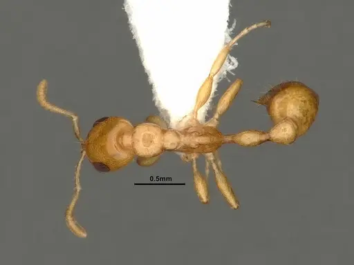 Tetraponera amargina specimen CASENT0884318 image casent0884318_1