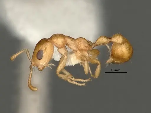 Tetraponera amargina specimen CASENT0884318 image casent0884318_3