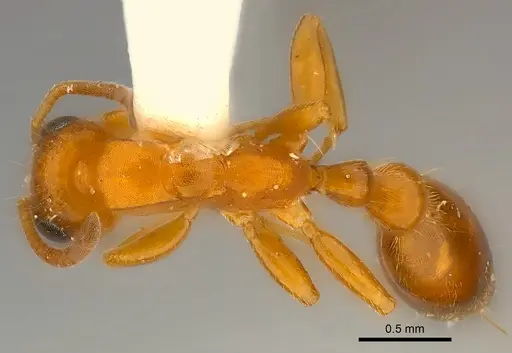 Tetraponera ambigua specimen CASENT0217586 image casent0217586_1