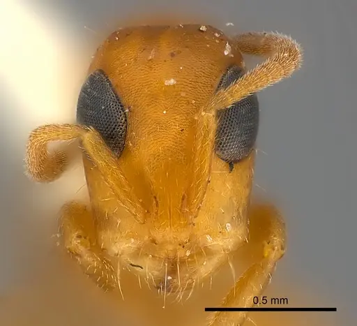 Tetraponera ambigua specimen CASENT0217586 image casent0217586_2