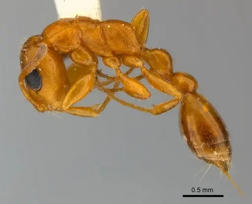 Tetraponera ambigua specimen CASENT0217586 image casent0217586_3