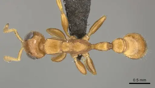 Tetraponera ambigua specimen CASENT0235821 image casent0235821_1