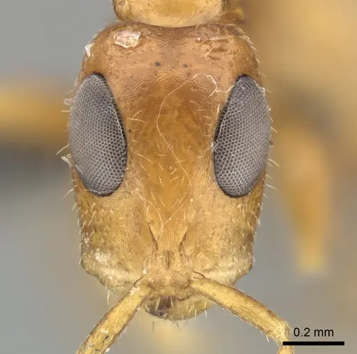 Tetraponera ambigua specimen CASENT0235821 image casent0235821_2