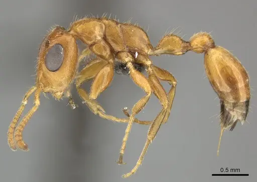 Tetraponera ambigua specimen CASENT0235821 image casent0235821_3