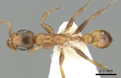 Tetraponera ambigua specimen CASENT0249824 image casent0249824_1