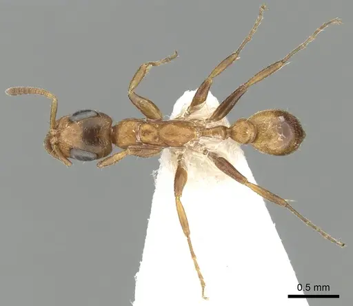 Tetraponera ambigua specimen CASENT0249824 image casent0249824_2