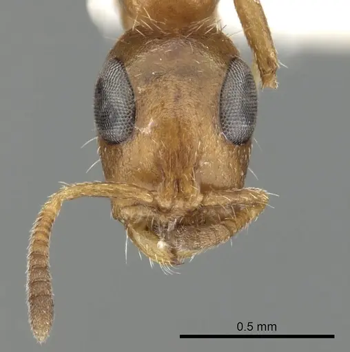 Tetraponera ambigua specimen CASENT0249824 image casent0249824_3