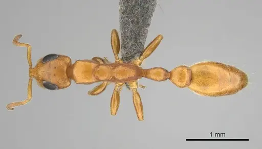 Tetraponera ambigua specimen CASENT0257172 image casent0257172_1