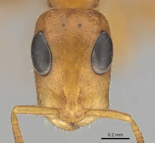 Tetraponera ambigua specimen CASENT0257172 image casent0257172_2