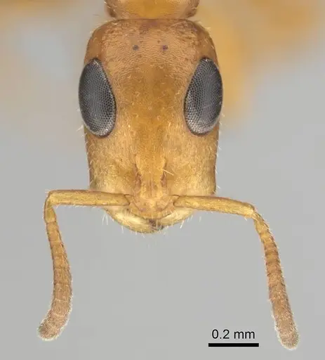 Tetraponera ambigua specimen CASENT0257172 image casent0257172_3