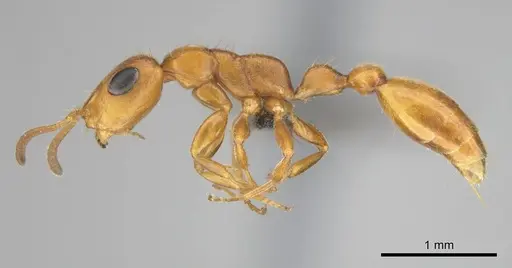 Tetraponera ambigua specimen CASENT0257172 image casent0257172_4