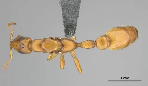 Tetraponera ambigua specimen CASENT0257308 image casent0257308_1