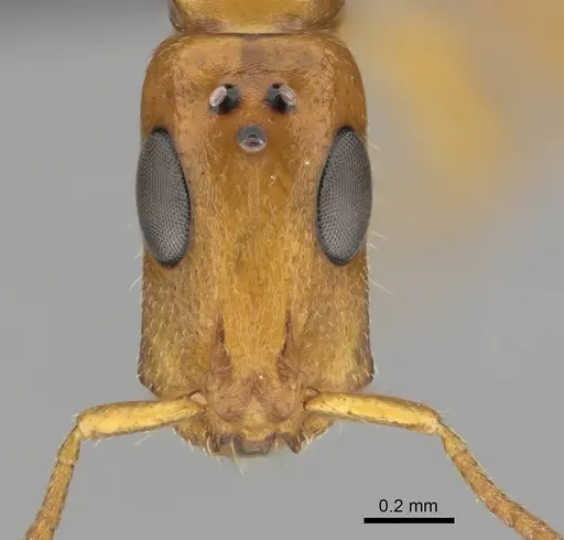 Tetraponera ambigua specimen CASENT0257308 image casent0257308_2