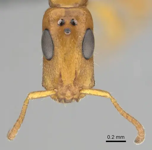 Tetraponera ambigua specimen CASENT0257308 image casent0257308_3