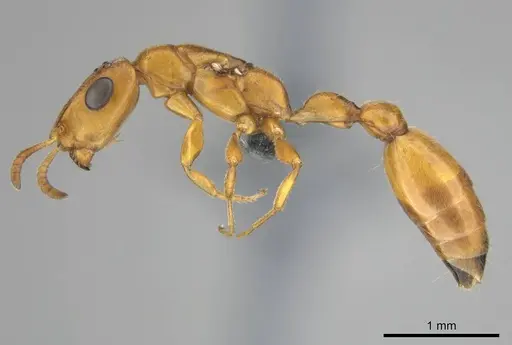 Tetraponera ambigua specimen CASENT0257308 image casent0257308_4