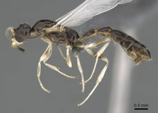 Tetraponera ambigua specimen CASENT0770305 image casent0770305_3