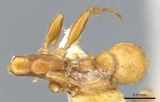 Tetraponera ambigua specimen CASENT0902814 image casent0902814_1