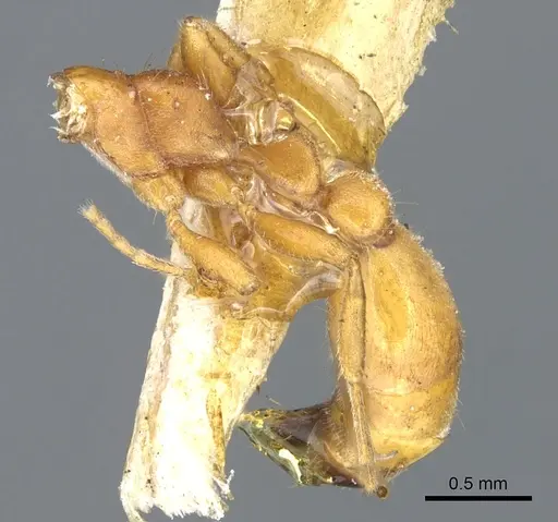 Tetraponera ambigua specimen CASENT0902814 image casent0902814_3