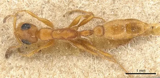 Tetraponera ambigua specimen CASENT0904033 image casent0904033_1