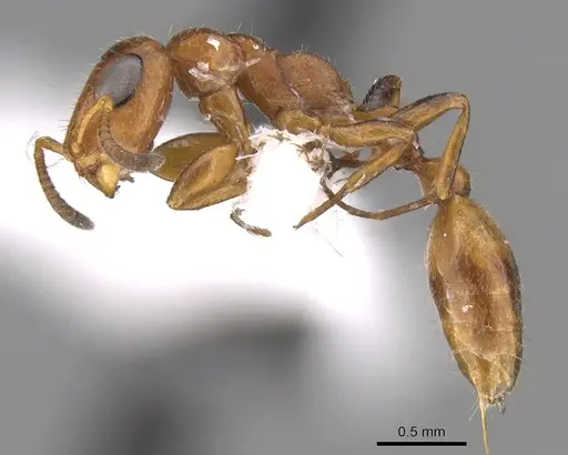 Tetraponera ambigua specimen CASENT0906480 image casent0906480_3