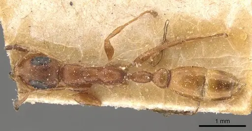 Tetraponera ambigua specimen CASENT0907469 image casent0907469_1