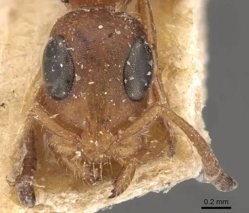Tetraponera ambigua specimen CASENT0907469 image casent0907469_2