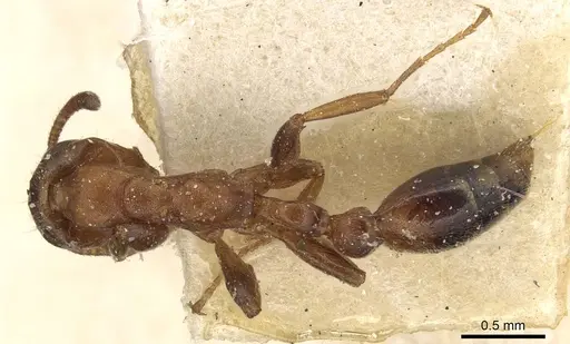 Tetraponera ambigua specimen CASENT0915525 image casent0915525_1
