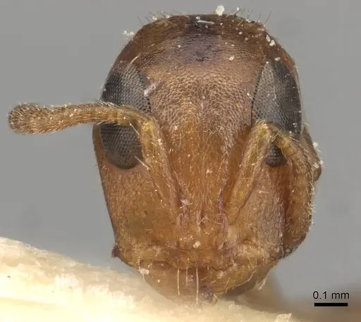 Tetraponera ambigua specimen CASENT0915525 image casent0915525_2