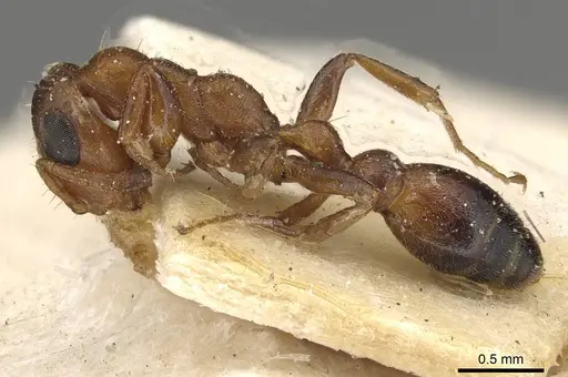 Tetraponera ambigua specimen CASENT0915525 image casent0915525_3
