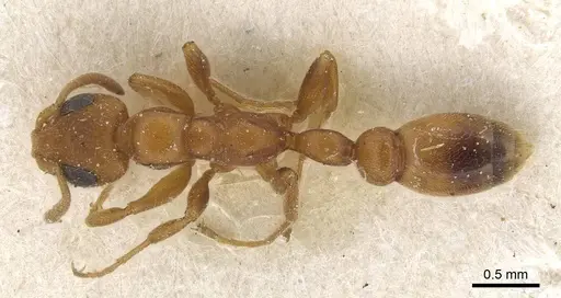 Tetraponera ambigua specimen CASENT0915526 image casent0915526_1