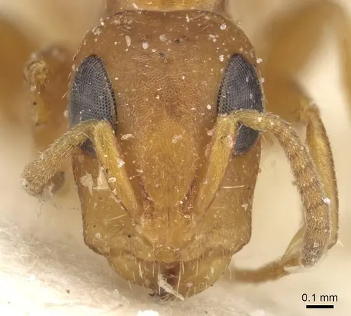 Tetraponera ambigua specimen CASENT0915526 image casent0915526_2