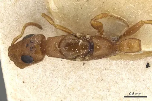 Tetraponera ambigua specimen CASENT0915528 image casent0915528_1