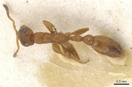 Tetraponera ambigua specimen CASENT0915536 image casent0915536_1