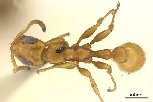 Tetraponera ambigua specimen CASENT0915849 image casent0915849_1