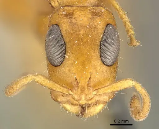 Tetraponera ambigua specimen CASENT0915849 image casent0915849_2