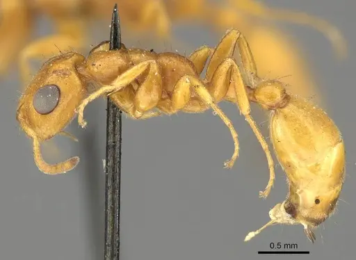 Tetraponera ambigua specimen CASENT0915849 image casent0915849_3