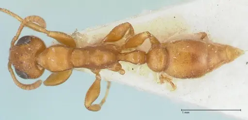 Tetraponera ambigua specimen FOCOL1169 image focol1169_1