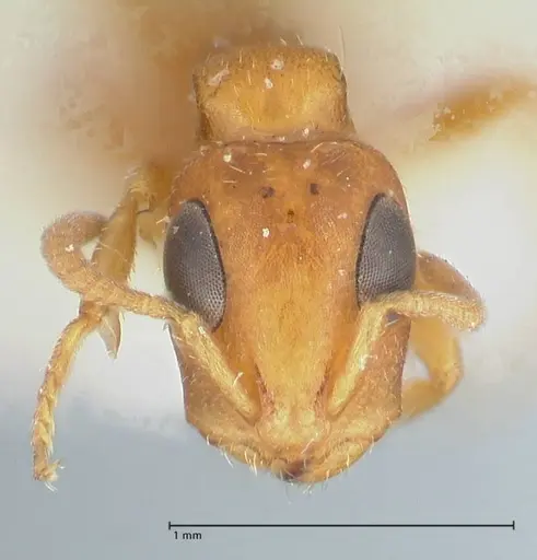 Tetraponera ambigua specimen FOCOL1169 image focol1169_2