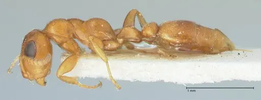 Tetraponera ambigua specimen FOCOL1169 image focol1169_3