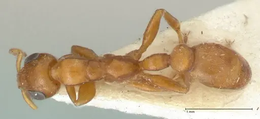 Tetraponera ambigua specimen FOCOL1170 image focol1170_1