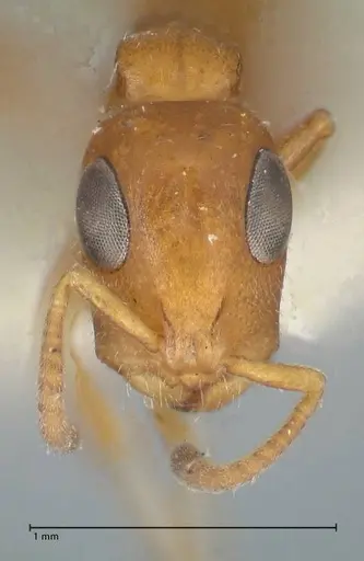 Tetraponera ambigua specimen FOCOL1170 image focol1170_2