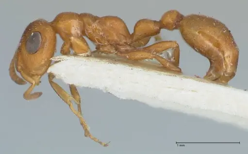 Tetraponera ambigua specimen FOCOL1170 image focol1170_3