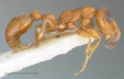 Tetraponera ambigua specimen FOCOL1170 image focol1170_4