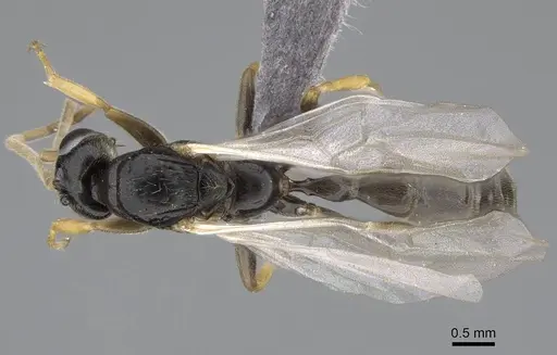 Tetraponera andrei specimen CASENT0778281 image casent0778281_1
