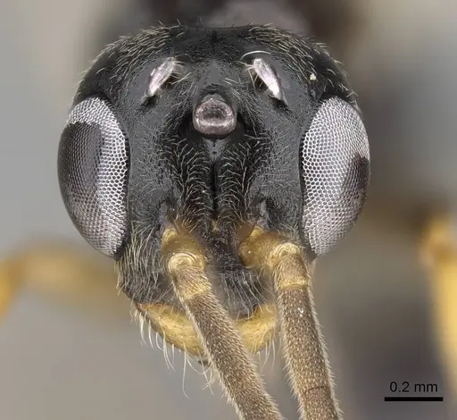 Tetraponera andrei specimen CASENT0778281 image casent0778281_2